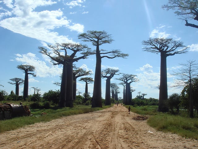 avenida-de-los-baobabs