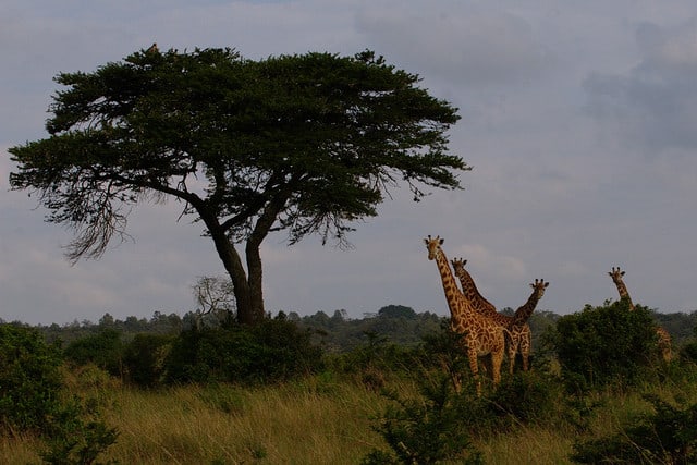 parque-nacional-nairobi