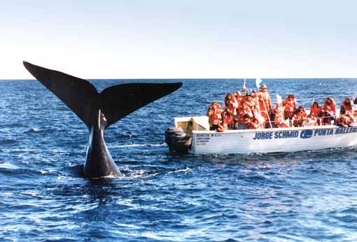 avistaje-ballenas