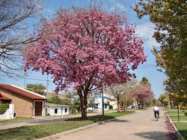 venado-tuerto2