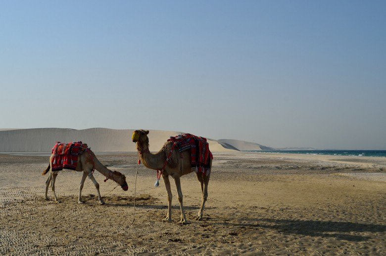 safari en el desierto de Doha